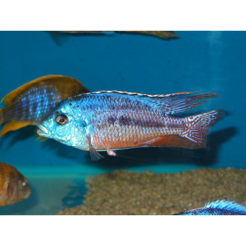 Cyrtocara boadzulu - imagine 4